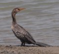 /album/photogallery/long-tailed-cormorant-tanji-bird-reserve-jpg/